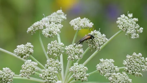 Mushrooms in a forest 動画素材 162176773