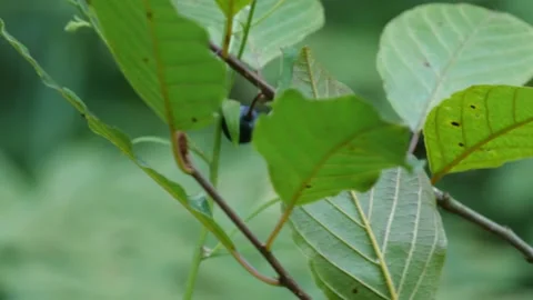 Mushrooms in a forest 스톡 동영상 162176777