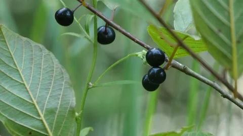 Mushrooms in a forest 動画素材 162176783