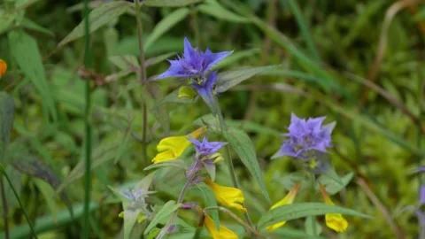 Mushrooms in a forest 動画素材 162176799