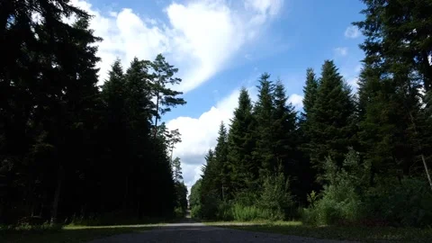 Mushrooms in a forest 動画素材 162176841