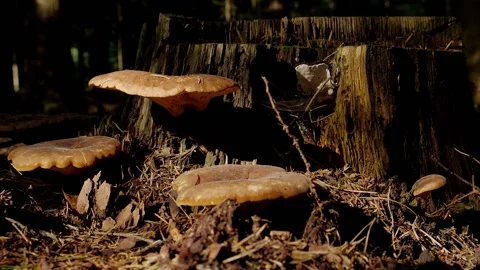 Mushrooms in a forest 動画素材 162176845