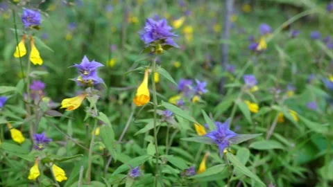 Mushrooms in a forest 動画素材 162176857