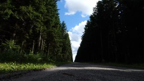 Mushrooms in a forest 動画素材 162176888