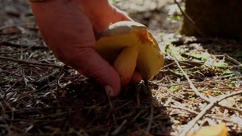 Mushrooms in a forest 動画素材 162176891