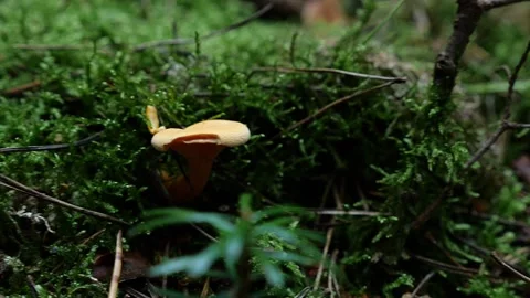 Mushrooms in a forest 動画素材 162176892