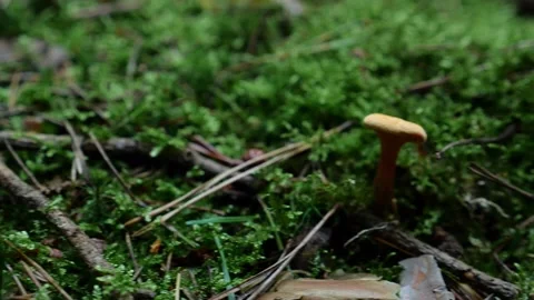 Mushrooms in a forest 動画素材 162176904