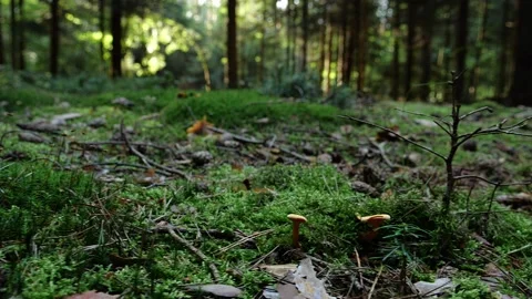Mushrooms in a forest 動画素材 162176917