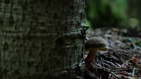 Mushrooms in a forest 動画素材 162176927