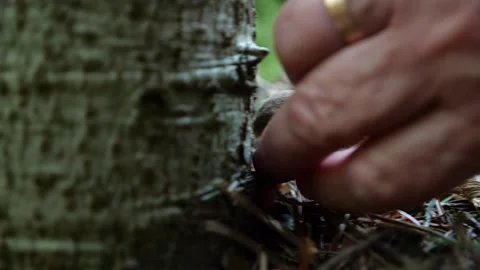 Mushrooms in a forest 動画素材 162176933