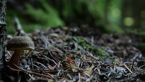 Mushrooms in a forest 動画素材 162176936