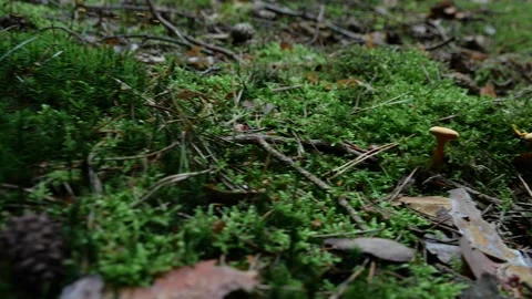 Mushrooms in a forest 動画素材 162176947