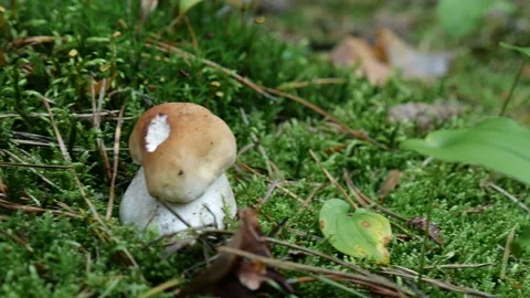 Mushrooms in a forest 動画素材 162176968