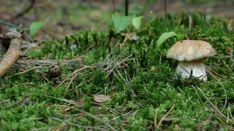 Mushrooms in a forest 動画素材 162176996