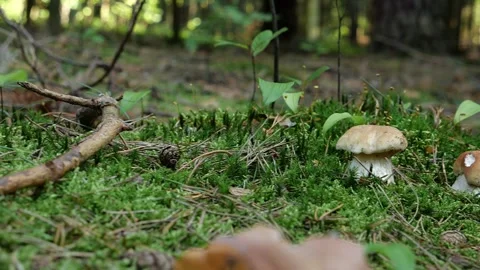 Mushrooms in a forest 動画素材 162177017
