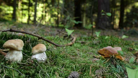 Mushrooms in a forest 動画素材 162177041