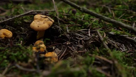 Mushrooms in a forest 動画素材 162177058