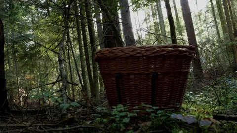 Mushrooms in a forest 動画素材 162177122