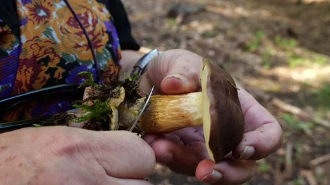 Mushrooms in a forest 動画素材 162177123