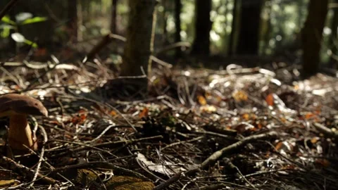 Mushrooms in a forest 動画素材 162177148