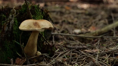 Mushrooms in a forest 動画素材 162177197