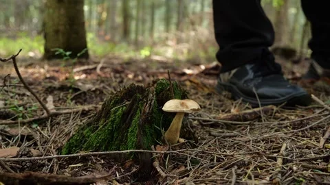 Mushrooms in a forest 動画素材 162177209