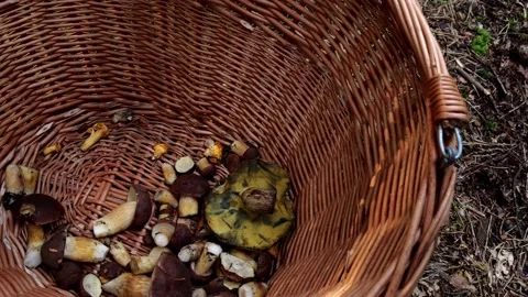 Mushrooms in a forest 動画素材 162177216