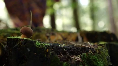 Mushrooms in a forest 動画素材 162177233