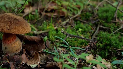 Mushrooms in a forest 動画素材 162177316