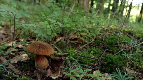 Mushrooms in a forest 動画素材 162177321