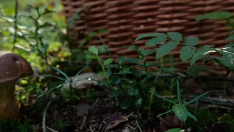 Mushrooms in a forest 動画素材 162177367