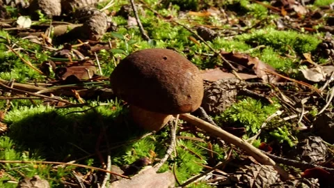 Mushrooms in a forest 動画素材 162177375