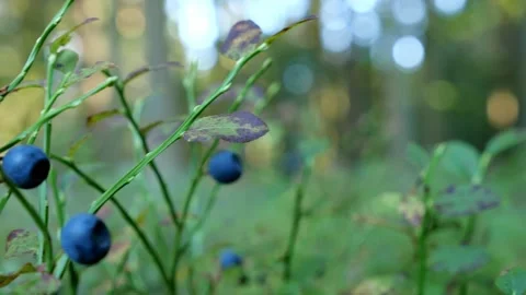 Mushrooms in a forest 動画素材 162177488