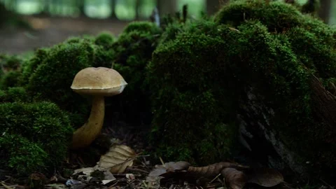 Mushrooms in a forest 動画素材 162177512