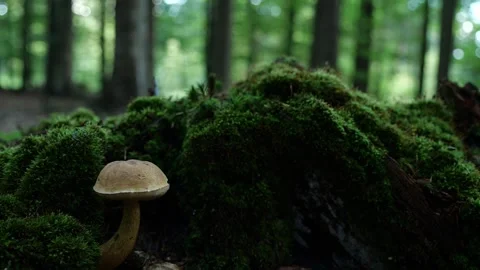 Mushrooms in a forest 動画素材 162177526