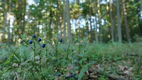 Mushrooms in a forest 動画素材 162177573