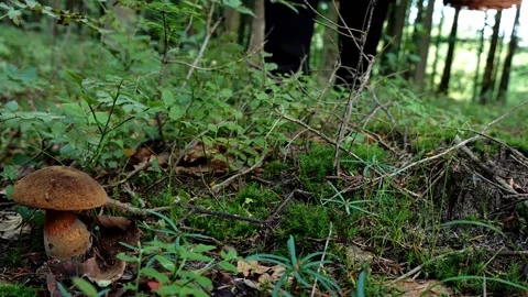 Mushrooms in a forest 動画素材 162177791