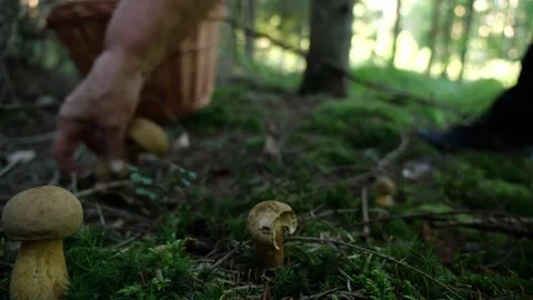 Mushrooms in a forest 動画素材 162177805