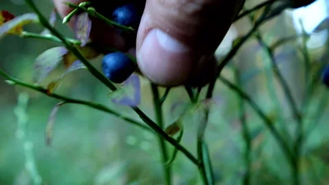 Mushrooms in a forest 動画素材 162177857