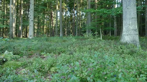 Mushrooms in a forest 動画素材 162177879