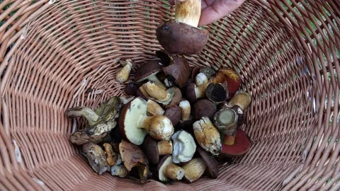 Mushrooms in a forest 動画素材 162177899