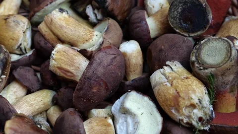 Mushrooms in a forest 動画素材 162177903