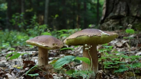 Mushrooms in a forest 動画素材 162177934