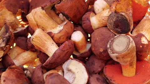 Mushrooms in a forest 動画素材 162177936