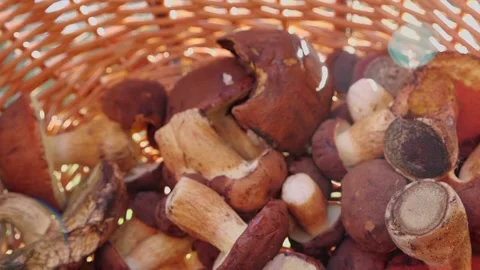 Mushrooms in a forest 動画素材 162177943