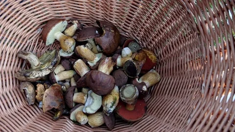 Mushrooms in a forest 動画素材 162177962