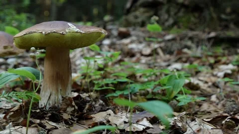 Mushrooms in a forest 動画素材 162177997