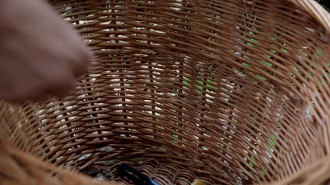 Mushrooms in a forest 動画素材 162178042