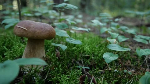 Mushrooms in a forest 動画素材 162178043