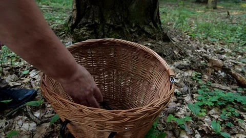 Mushrooms in a forest 動画素材 162178069